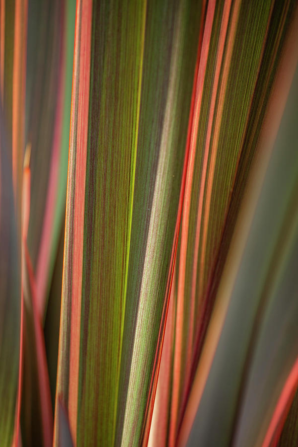 Dracaena Magenta Photograph by Cate Franklyn