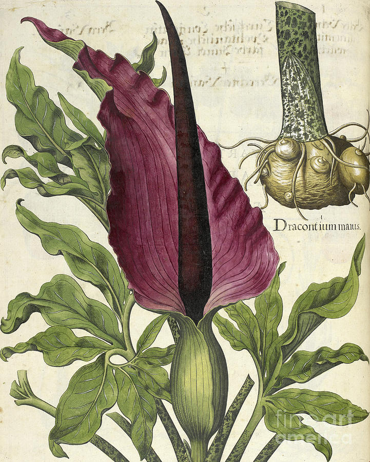 Garden Drawing - Dracontium Maius, illustration from Hortus Eystettensis by Basilius Besler