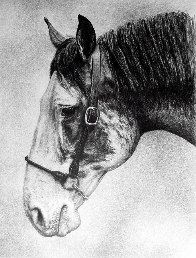 Draft Horse Profile Drawing by Carol Foerster - Fine Art America