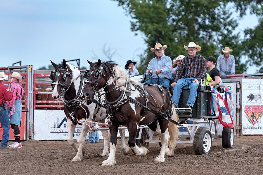 Draft Horse Team Photograph by Fon Denton