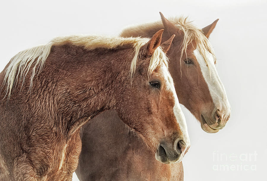 Draft Horses Photograph by Sonya Lang