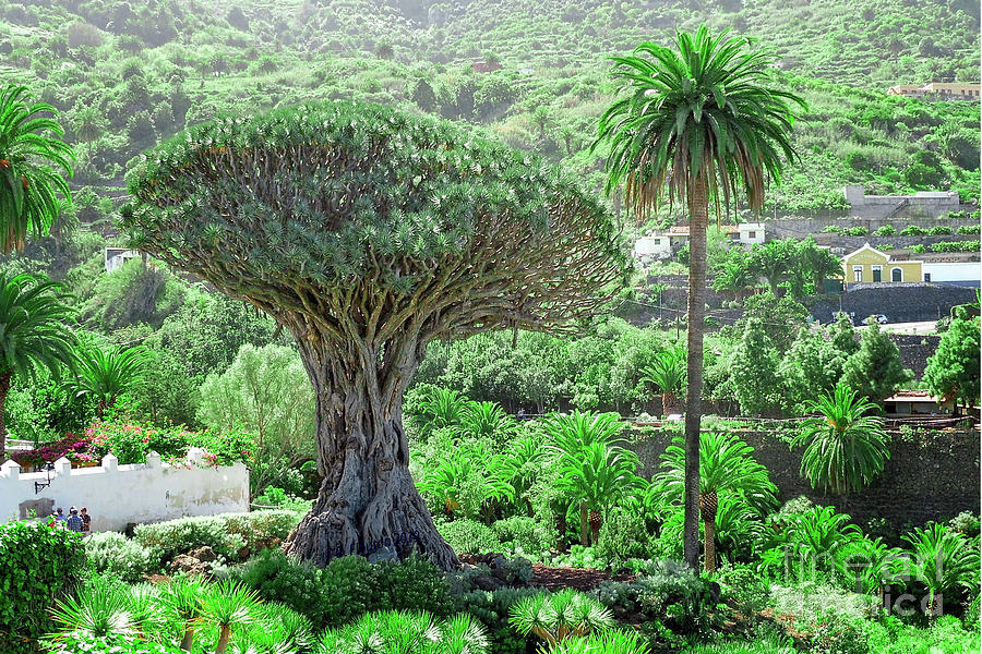 Drago Tree Tenerife Spain Digital Art by Dee Flouton