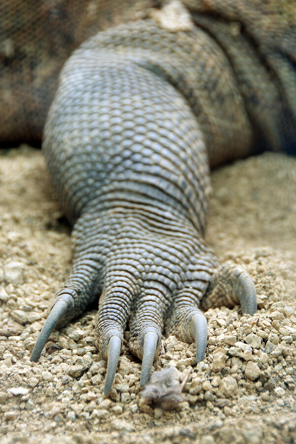 Dragon Claw Photograph by Andrew Johnson Dragon Claw Photograph by Andrew Johnson