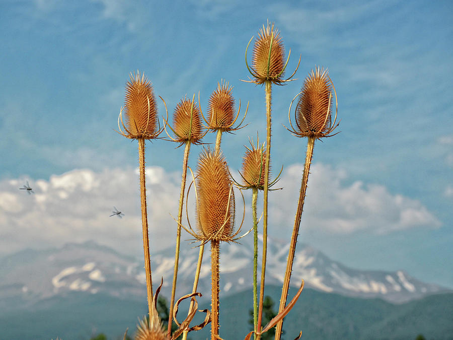 Dragon Flies and Flowers with a view of Mt Shasta Photograph by Rebecca Dru