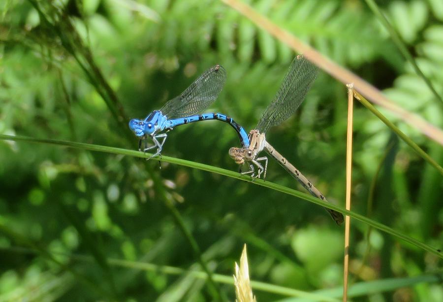 Dragon Flies Mating Photograph by Susan Lindblom - Fine Art America