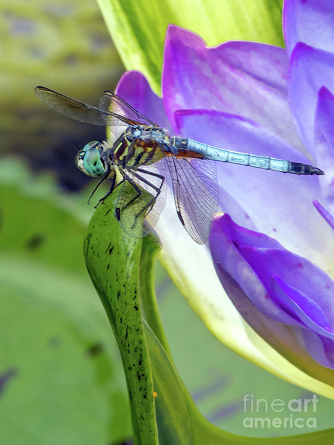 Dragon Fly 1 Photograph by Tom Watkins PVminer pixs