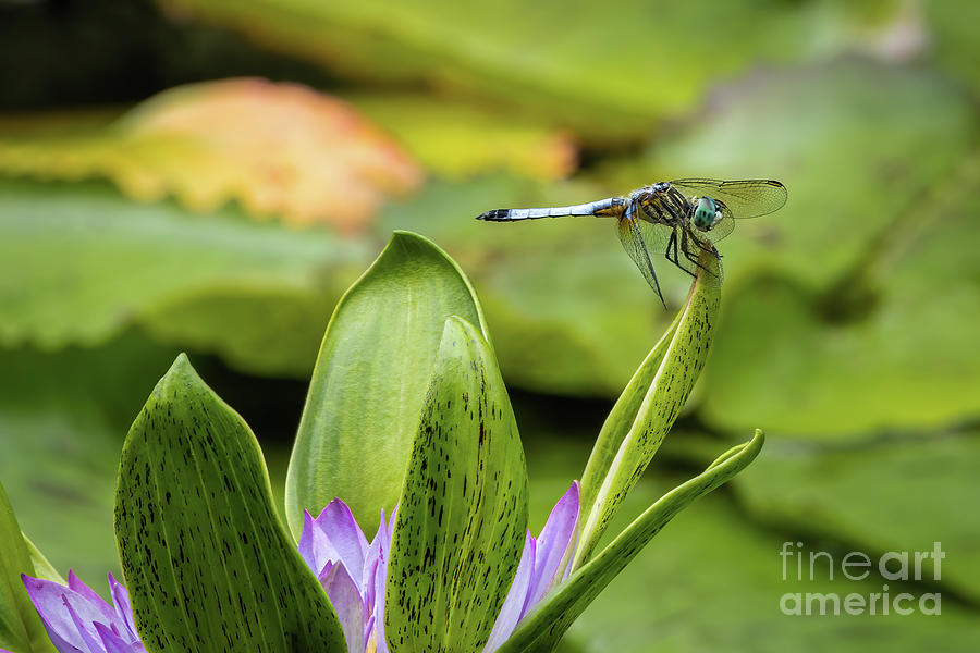 Dragon Fly 2 Photograph by Tom Watkins PVminer pixs