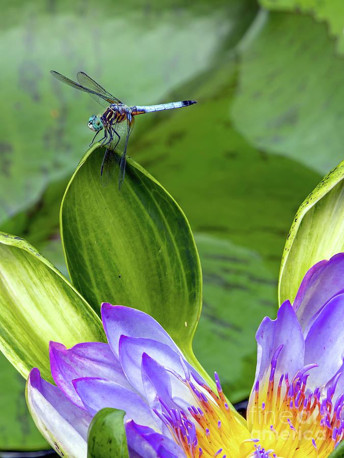 Dragon Fly 3 Photograph by Tom Watkins PVminer pixs