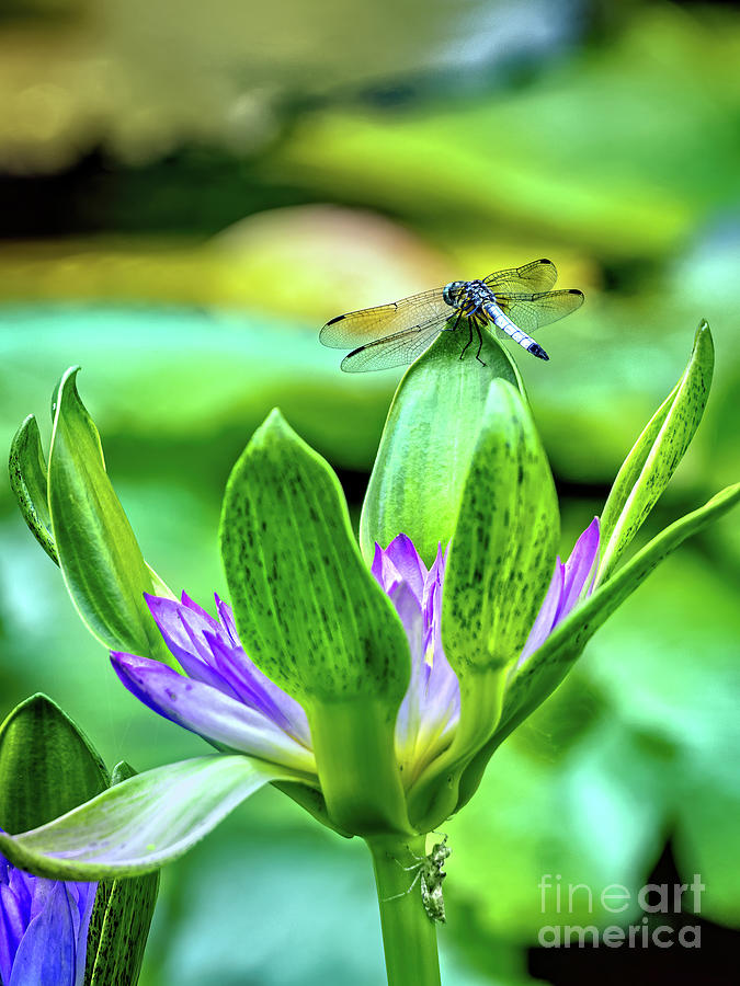 Dragon Fly and Grass Hopper Photograph by Tom Watkins PVminer pixs