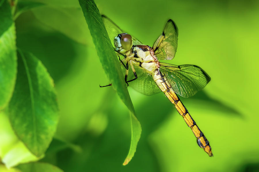 Dragon Fly - Gold on Green Photograph by John Kirkland