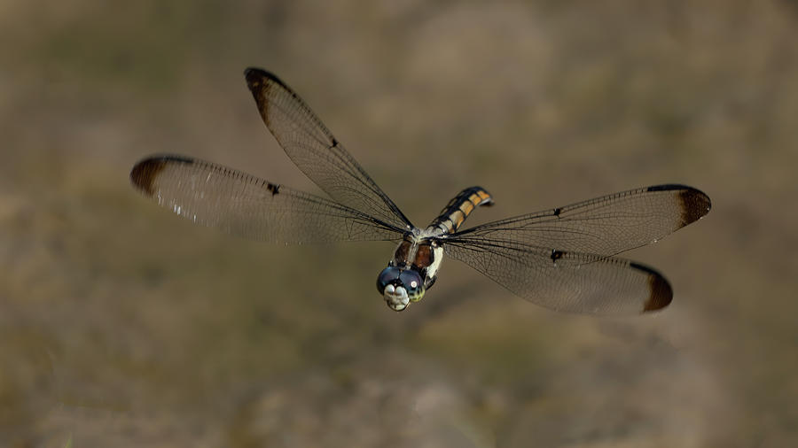 Dragon Fly In Flight Photograph