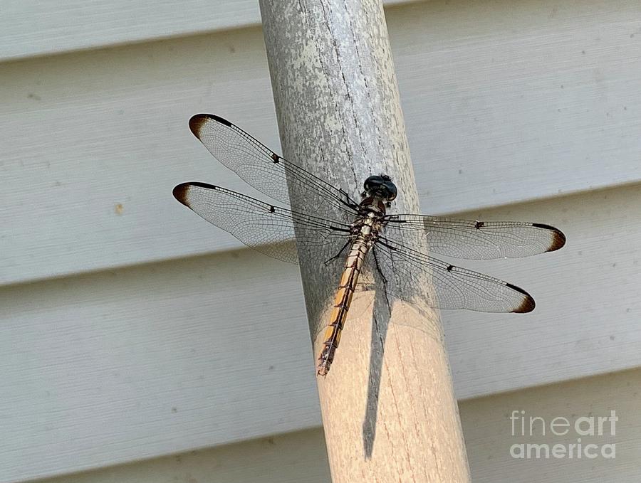 Dragon fly Insect Photograph by Catherine Wilson