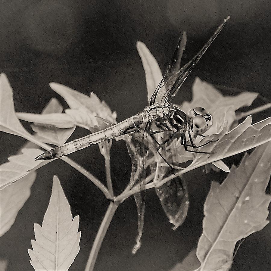 Dragon Fly Photograph by John Linnemeyer