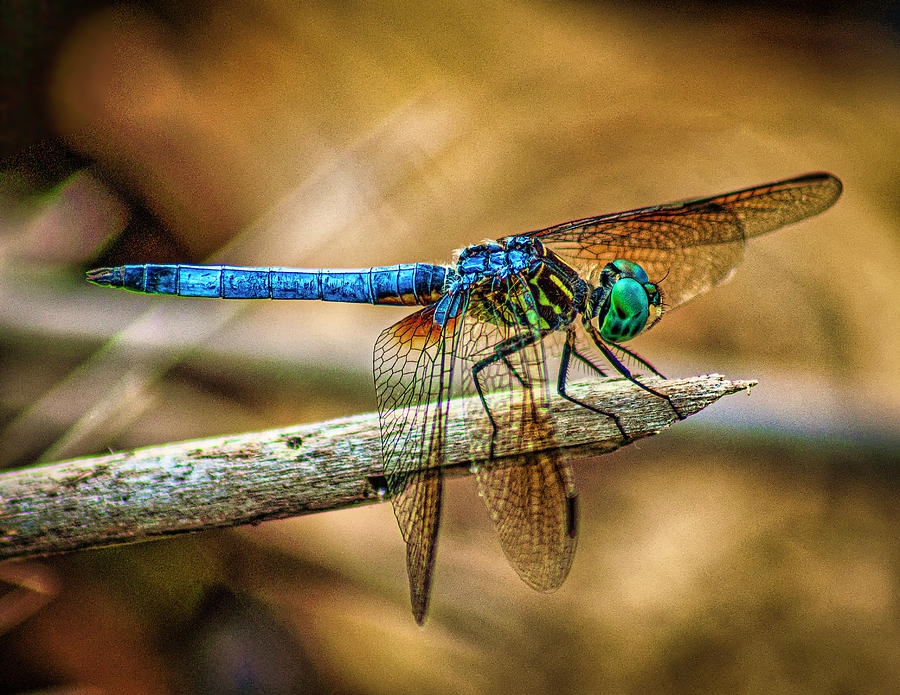 Dragon Fly Photograph by Nick Zelinsky Jr