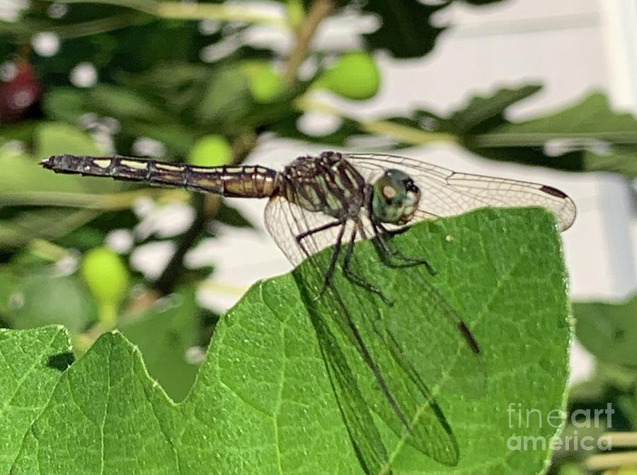 Dragon Fly on Fig Tree Leaf Photograph by Catherine Wilson