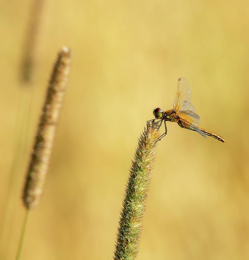 Dragon fly Photograph by Rose-Marie Karlsen