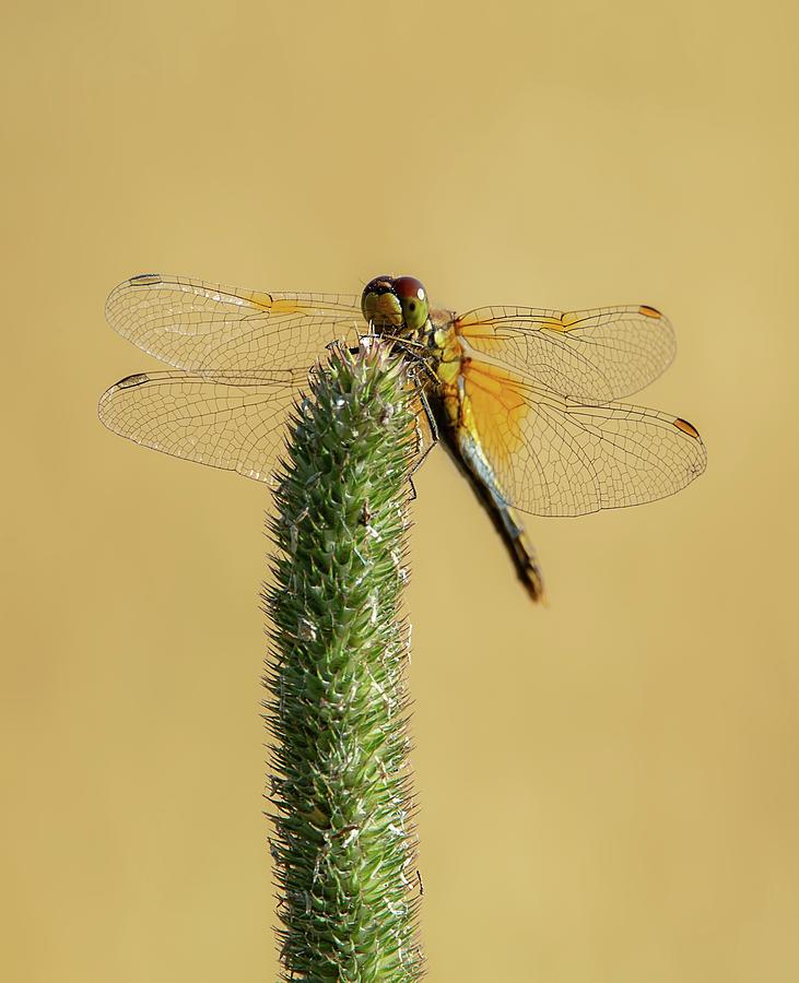 Dragon fly Says hi Photograph by Rose-Marie Karlsen