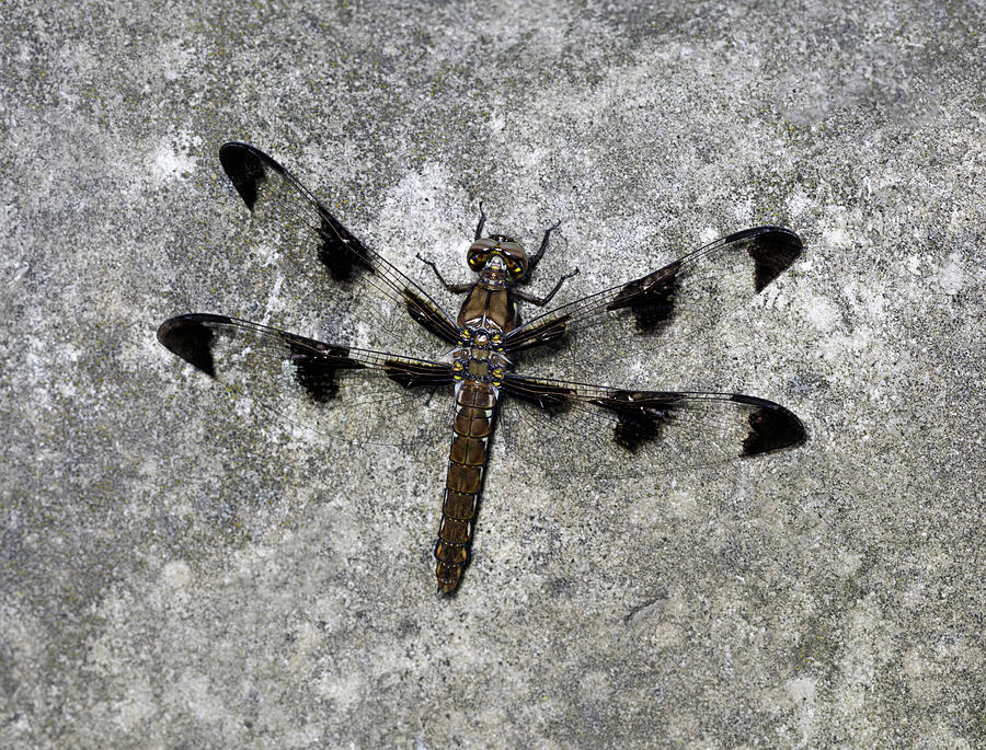Dragon Fly with human face Photograph by Stoneworks Imagery