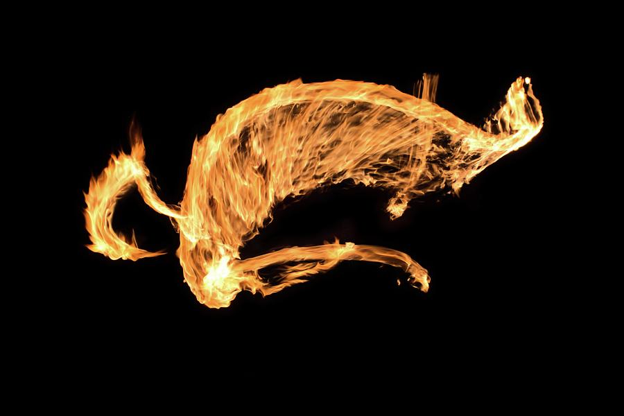 Dragon Of Fire Photograph