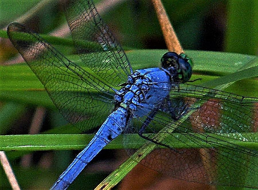 Dragon Wings Photograph by Julie Grace - Fine Art America