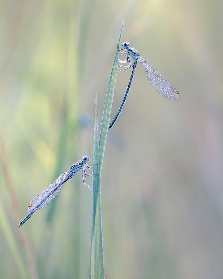 Dragonflies Photograph