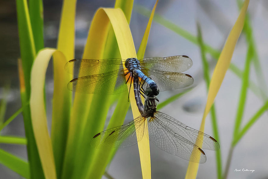 Dragonflies Mating The Connection Wildlife Nature Art Photograph by Reid Callaway