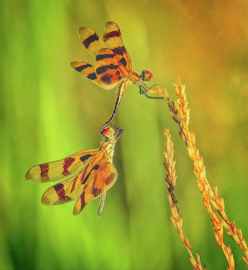 Dragonflies Photograph by Steve DaPonte