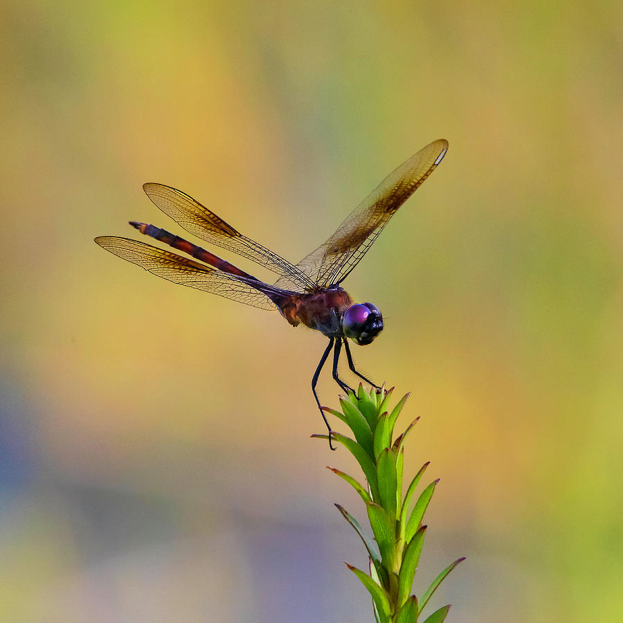 Dragonfly 1A Photograph by Sally Fuller