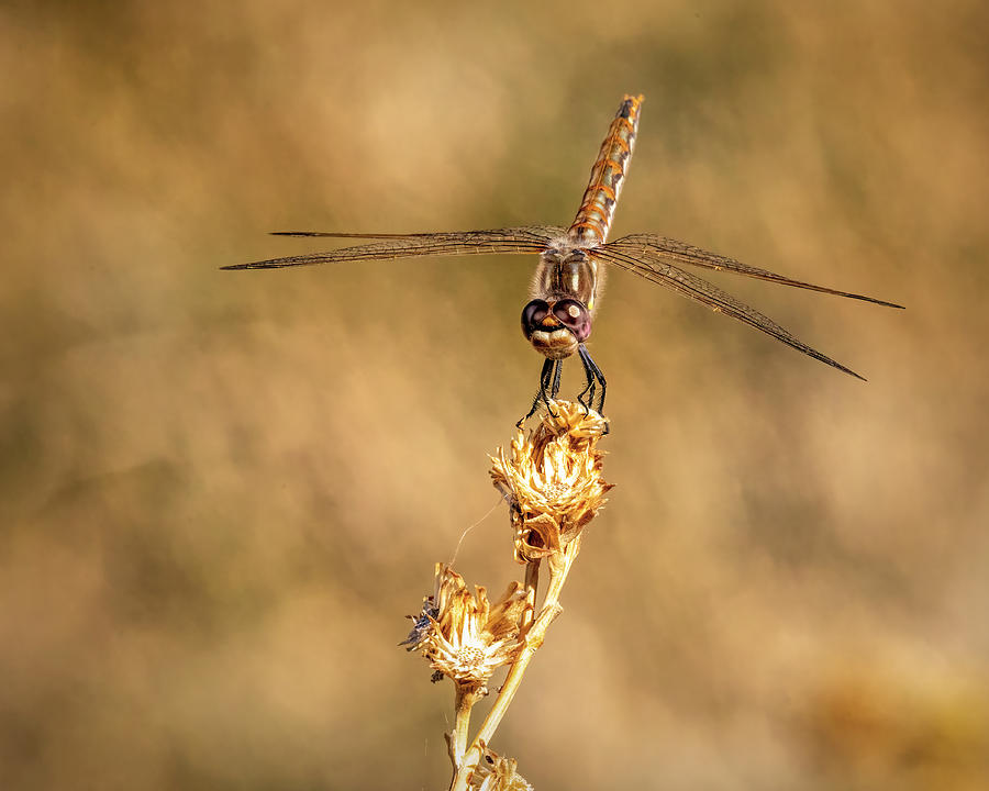 Dragonfly 2 Photograph by James Sage