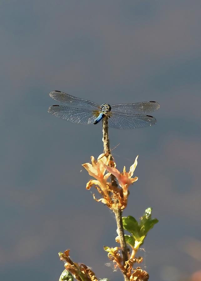 Wildlife Photograph - Dragonfly #2 by Matthew Adelman Wildlife Photograph - Dragonfly #2 by Matthew Adelman