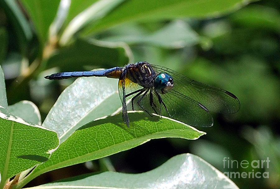 Dragonfly 2 Photograph by Nancy Bradley