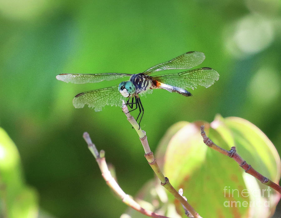 Dragonfly  2654 Photograph by Jack Schultz