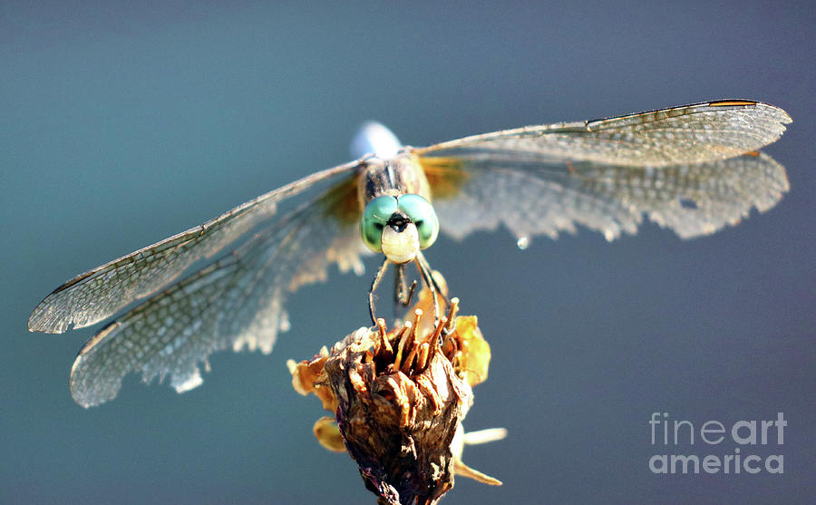 Dragonfly  2676 Photograph by Jack Schultz