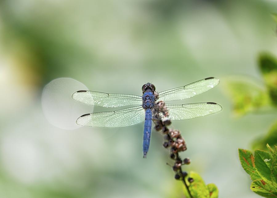 Dragonfly Photograph - Dragonfly #3 by Matthew Adelman Dragonfly Photograph - Dragonfly #3 by Matthew Adelman