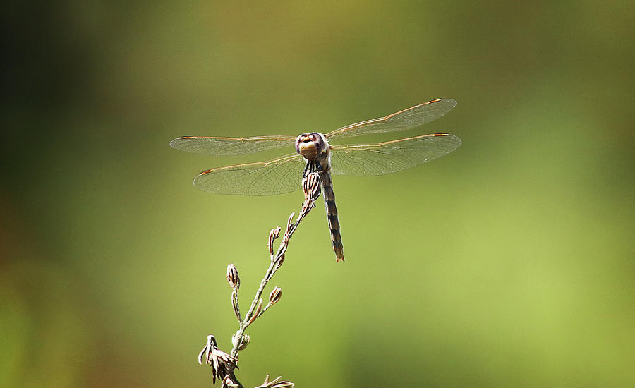 Dragonfly 3 Photograph by Morgan Wright