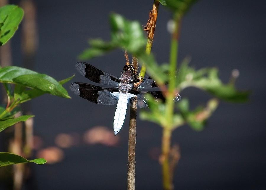 Dragonfly Photograph - Dragonfly #4 by Matthew Adelman Dragonfly Photograph - Dragonfly #4 by Matthew Adelman
