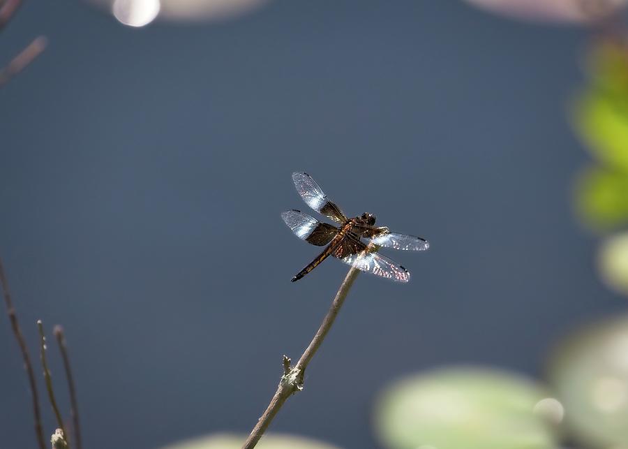 Wildlife Photograph - Dragonfly #8 by Matthew Adelman Wildlife Photograph - Dragonfly #8 by Matthew Adelman