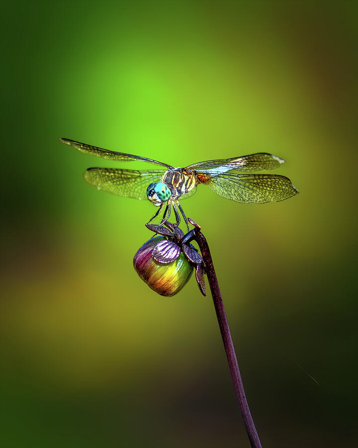 Dragonfly Photograph by Alexander Image Dragonfly Photograph by Alexander Image