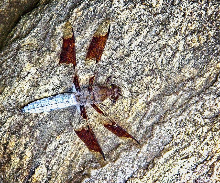 Dragonfly Photograph by Allen Nice-Webb