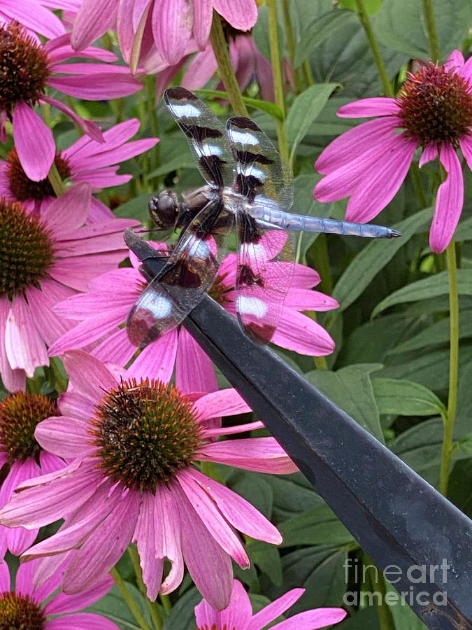 Pink Photograph - Dragonfly and echinacea  by B Rossitto