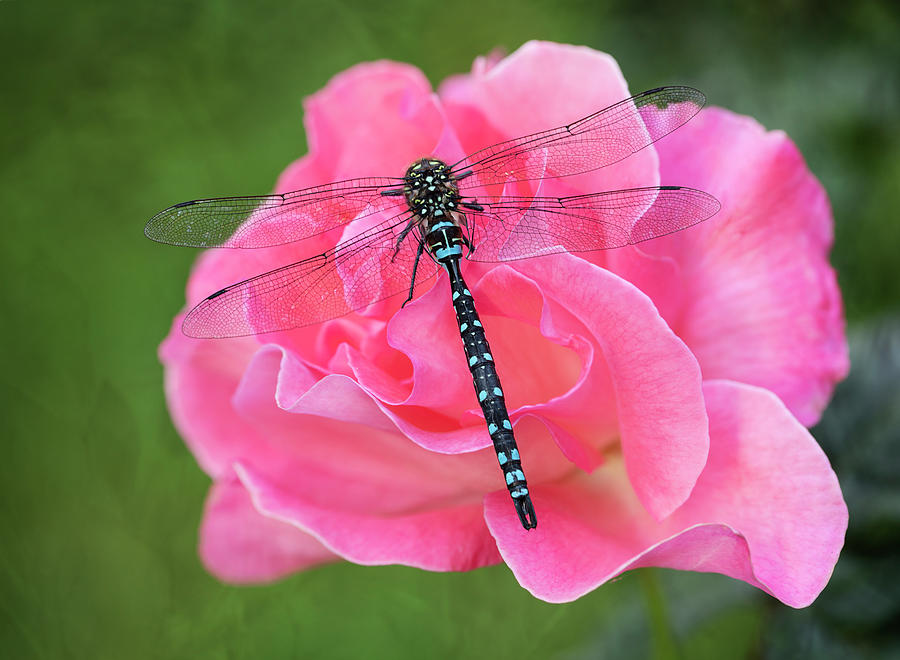 Dragonfly And Rose Photograph