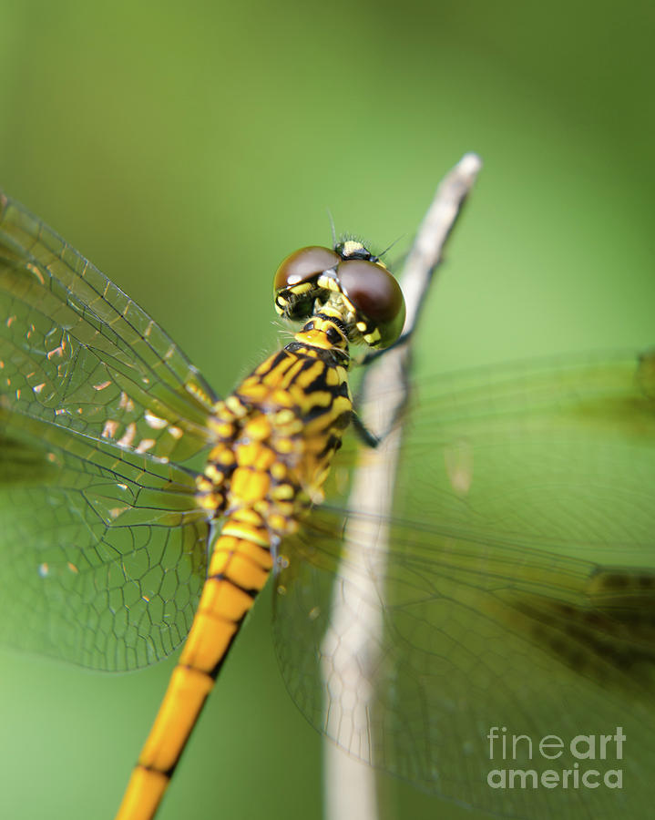 Dragonfly at Bombay Hook Animal Wildlife Photograph Photograph by PIPA Fine Art - Simply Solid