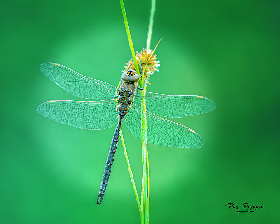 Dragonfly at Dawn Photograph by Peg Runyan