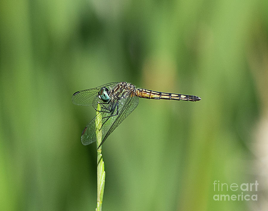 Dragonfly at Rest Photograph by Dennis Hammer