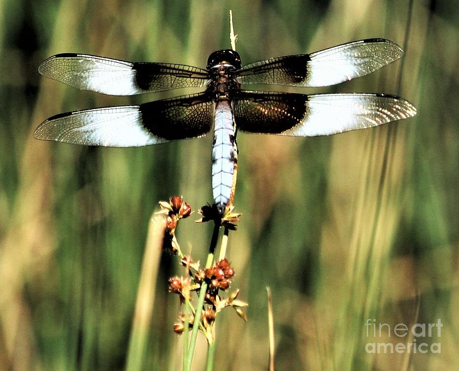 Dragonfly Photograph - Dragonfly at Rest by Martha Sherman
