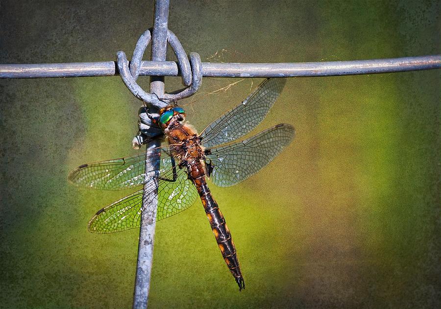 Dragonfly at rest Photograph by Tatiana Travelways