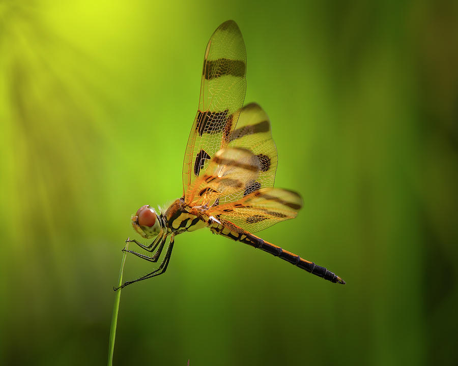 Dragonfly at Sunrise Photograph by Mark Andrew Thomas