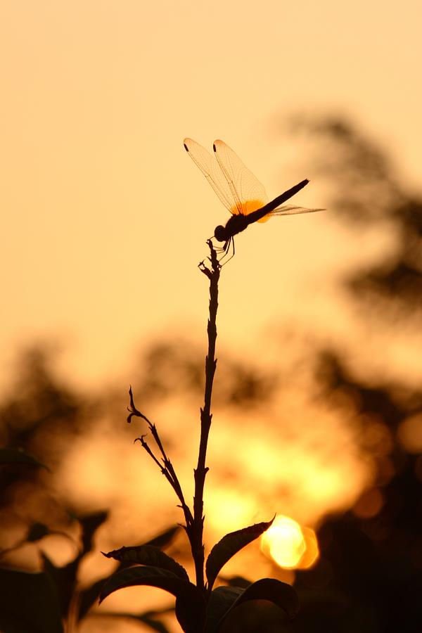 Dragonfly at Sunset Photograph by ChristianNasca