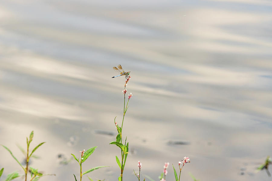 Dragonfly at the Lake Photograph by Amelia Pearn