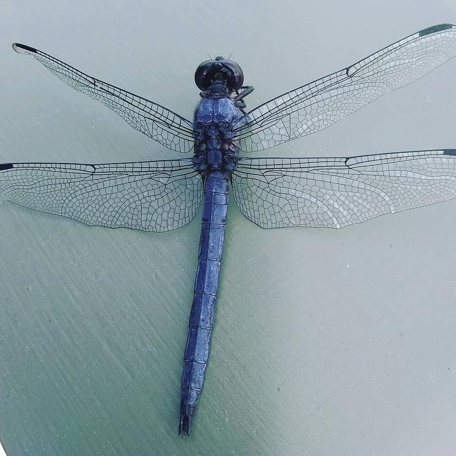 Dragonfly Painting by Betsy Carlson Cross